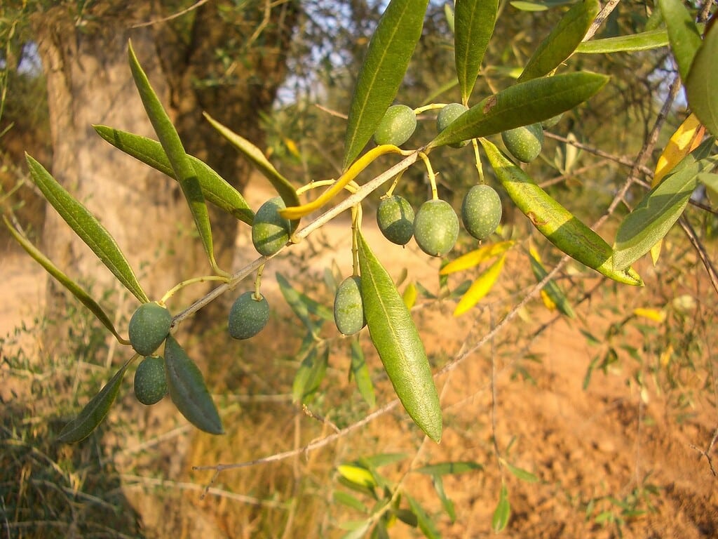 Organic Olive Oil Global Popularity