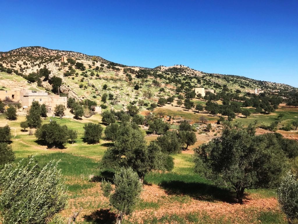 Beni Mellal Region Olive Trees Harvested