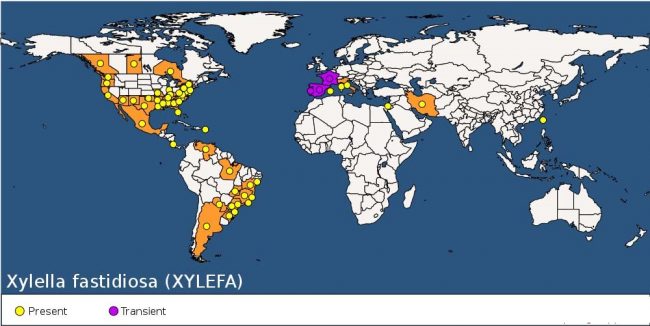 World Distribution Of Xylella Fastidiosa