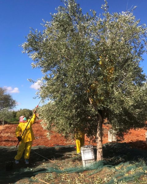 Woman Harvesting The Olive Trees