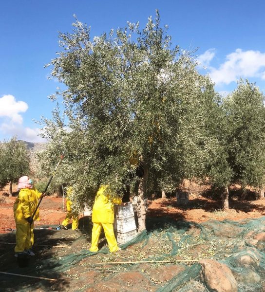 how our olives are grown