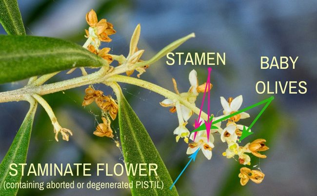 Staminate Flowers: how our olives are grown