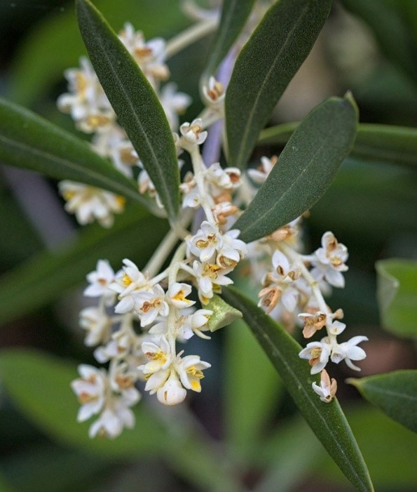 Blooming Olive