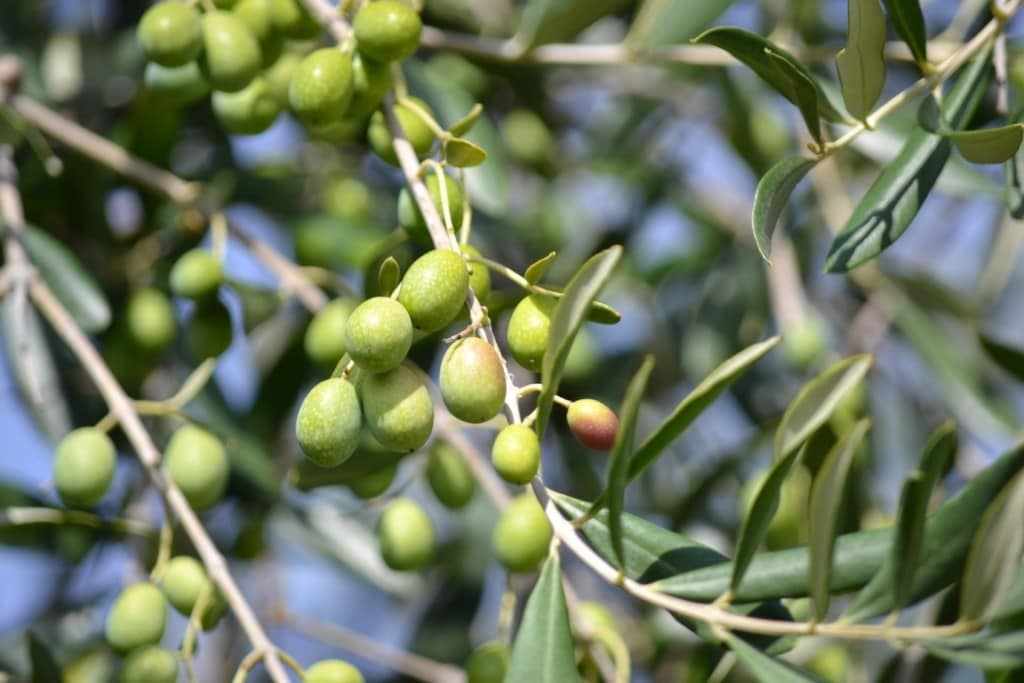Harvesting Extra Virgin Olive Oil