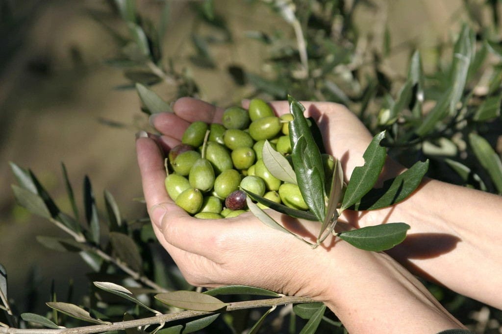 Extra Virgin Olive Oil Health Benefits