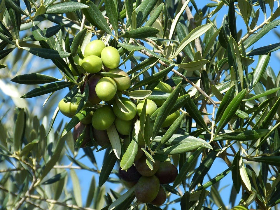 Mediterranean Style Diet Based On Olive Oil