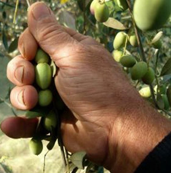 Morocco Olives Rich In History & Provenance