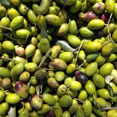 Polyphenols In Olive Oil Fight Disease