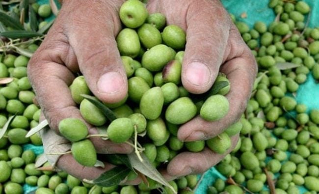 Hand Picked Olives For Morocco Gold