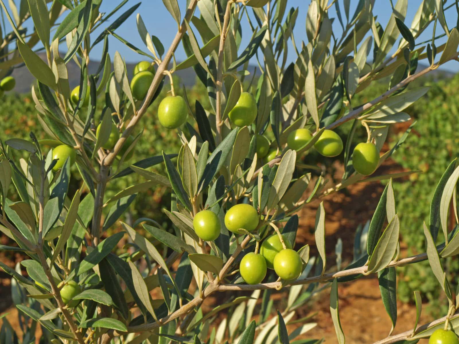 The Best Olive Oil Is High In Polyphenols Morocco Gold Olive Oil