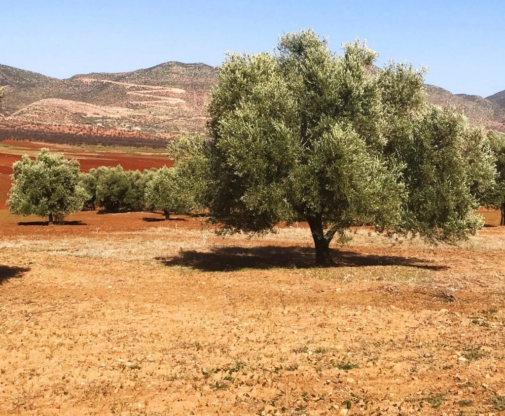 Olive Trees In Morocco