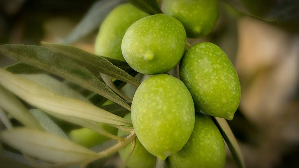 Genotype Olive Cultivars In Fatty Acid Content Of Extra Virgin Olive Oil