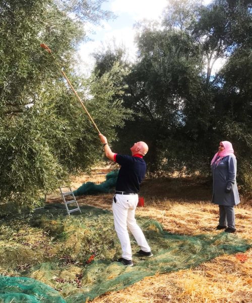 Busy Harvesting For Morocco Gold