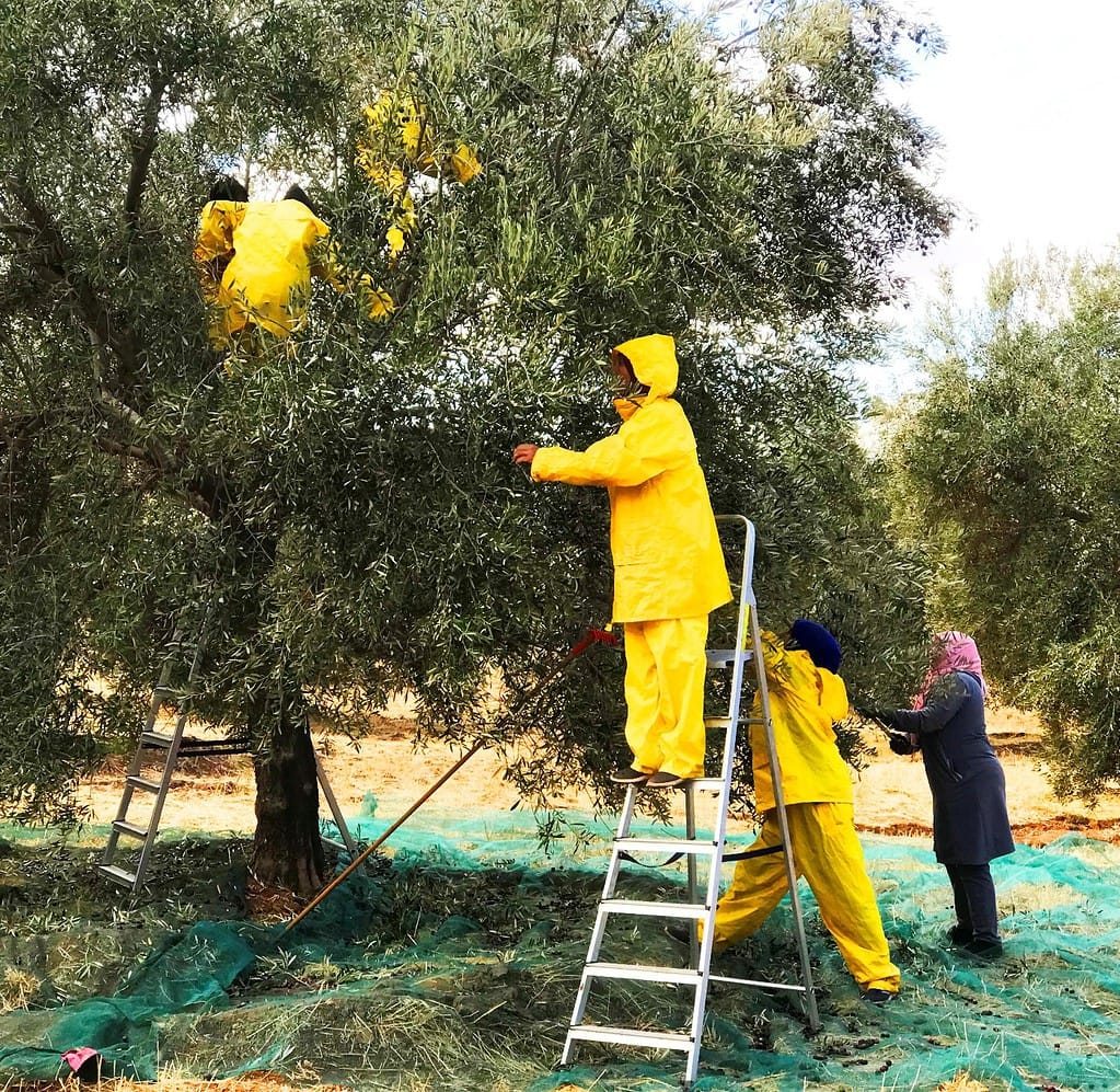 Harvesting Morocco Gold Extra Virgin Olive Oil Olives