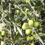 Morocco Oil Olives